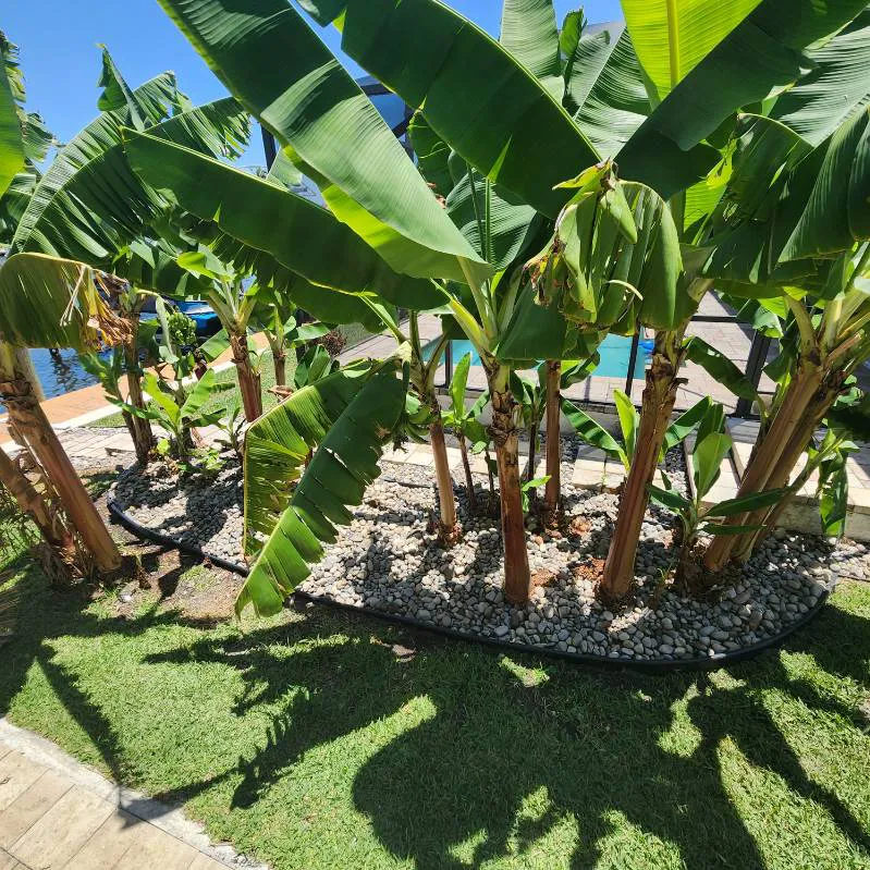 cape-coral-lawncare-palm-garden